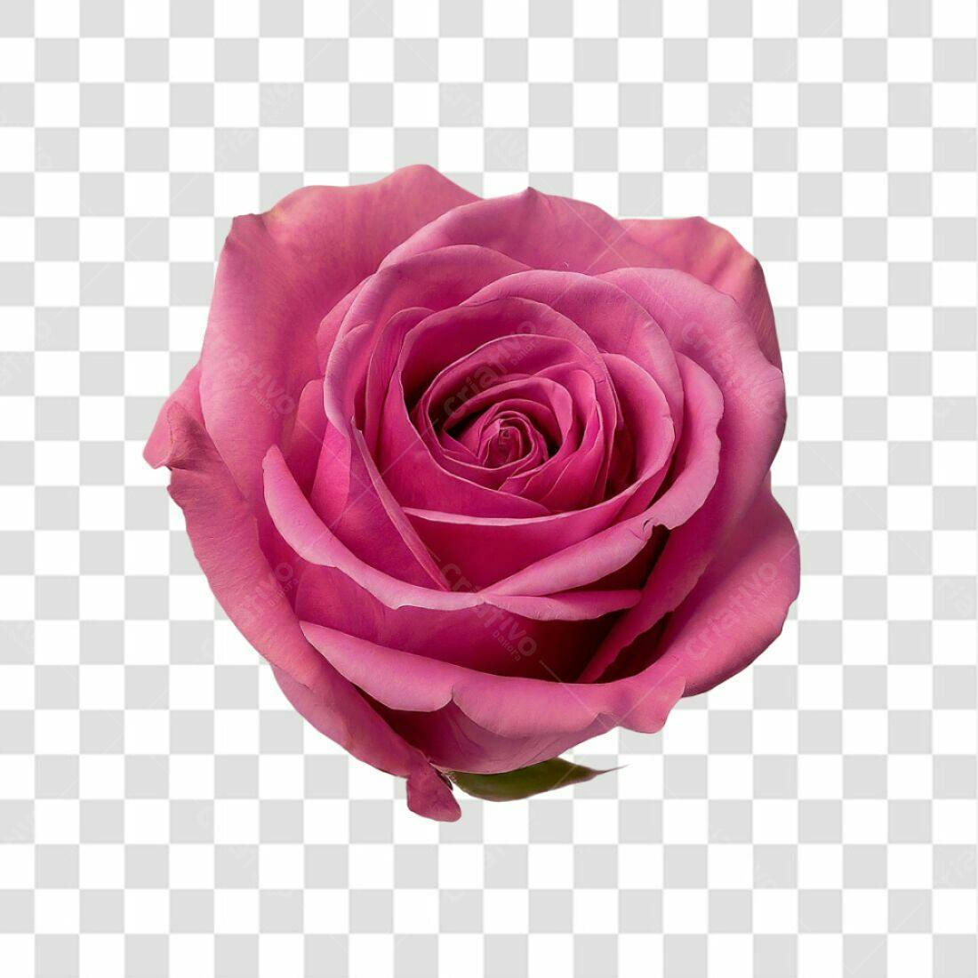 Icone Rosa Romântica PNG com fundo transparente