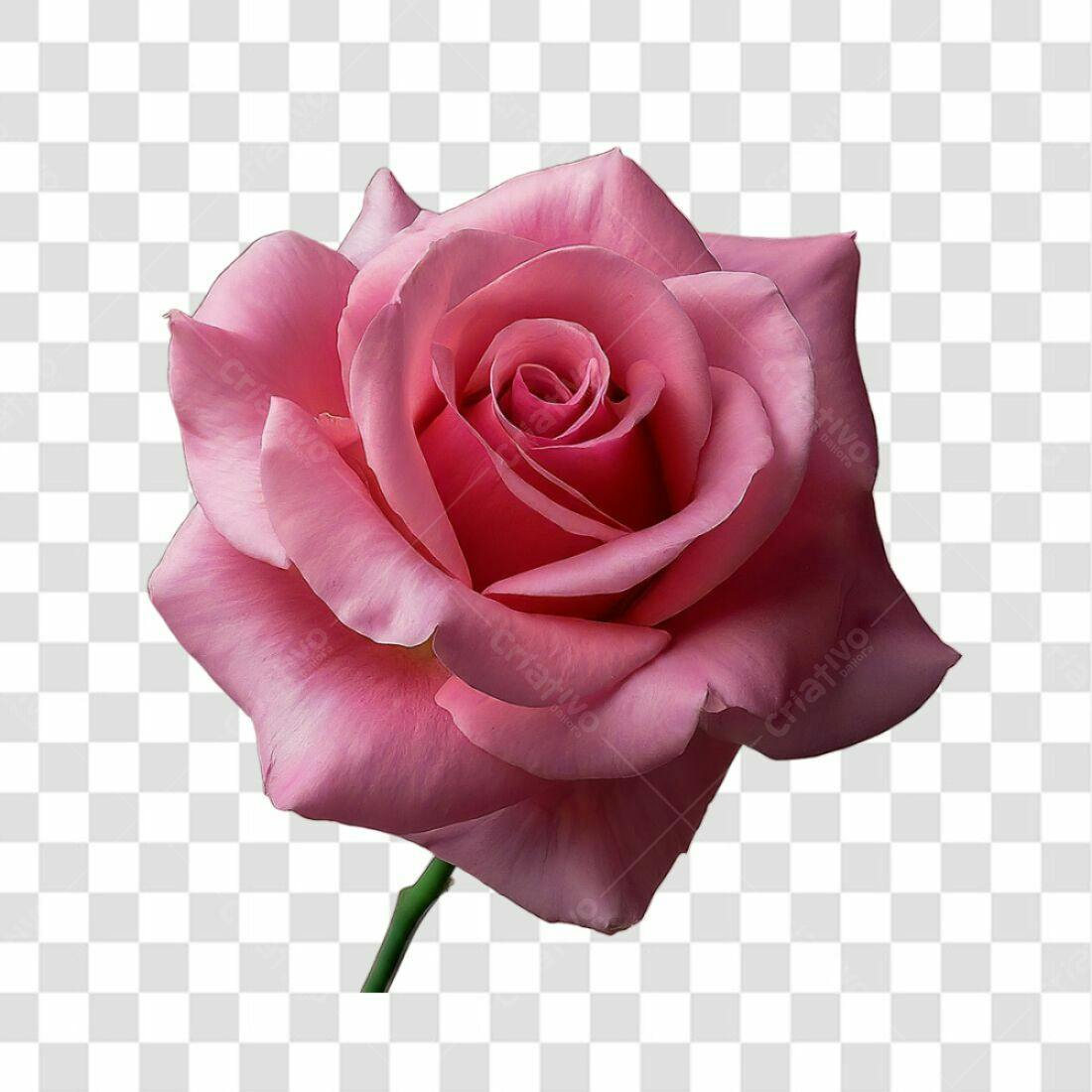 Icone Rosa Romântica PNG com fundo transparente