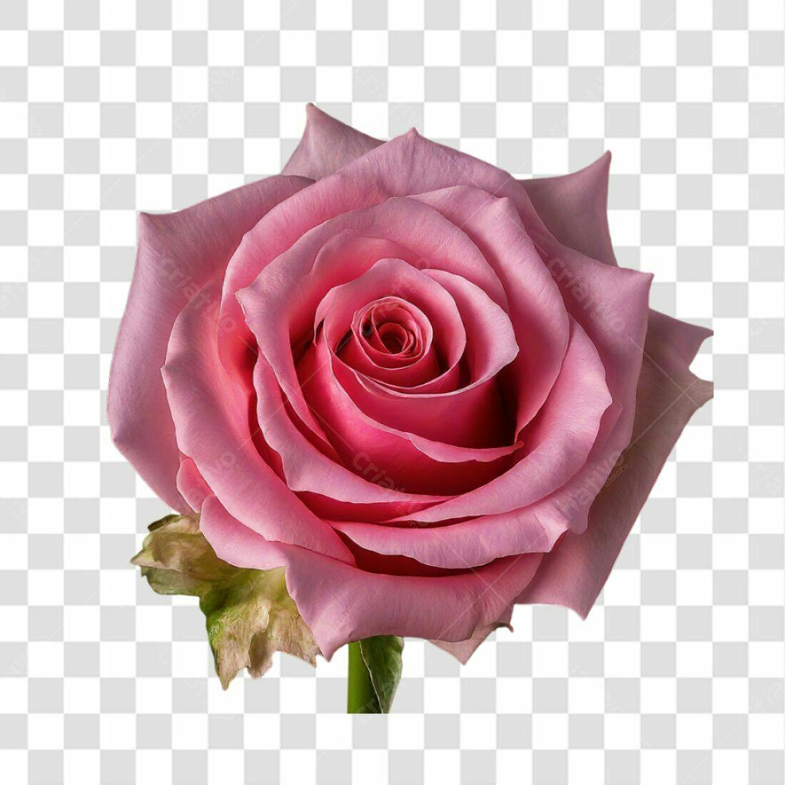 Icone Rosa Romântica PNG com fundo transparente