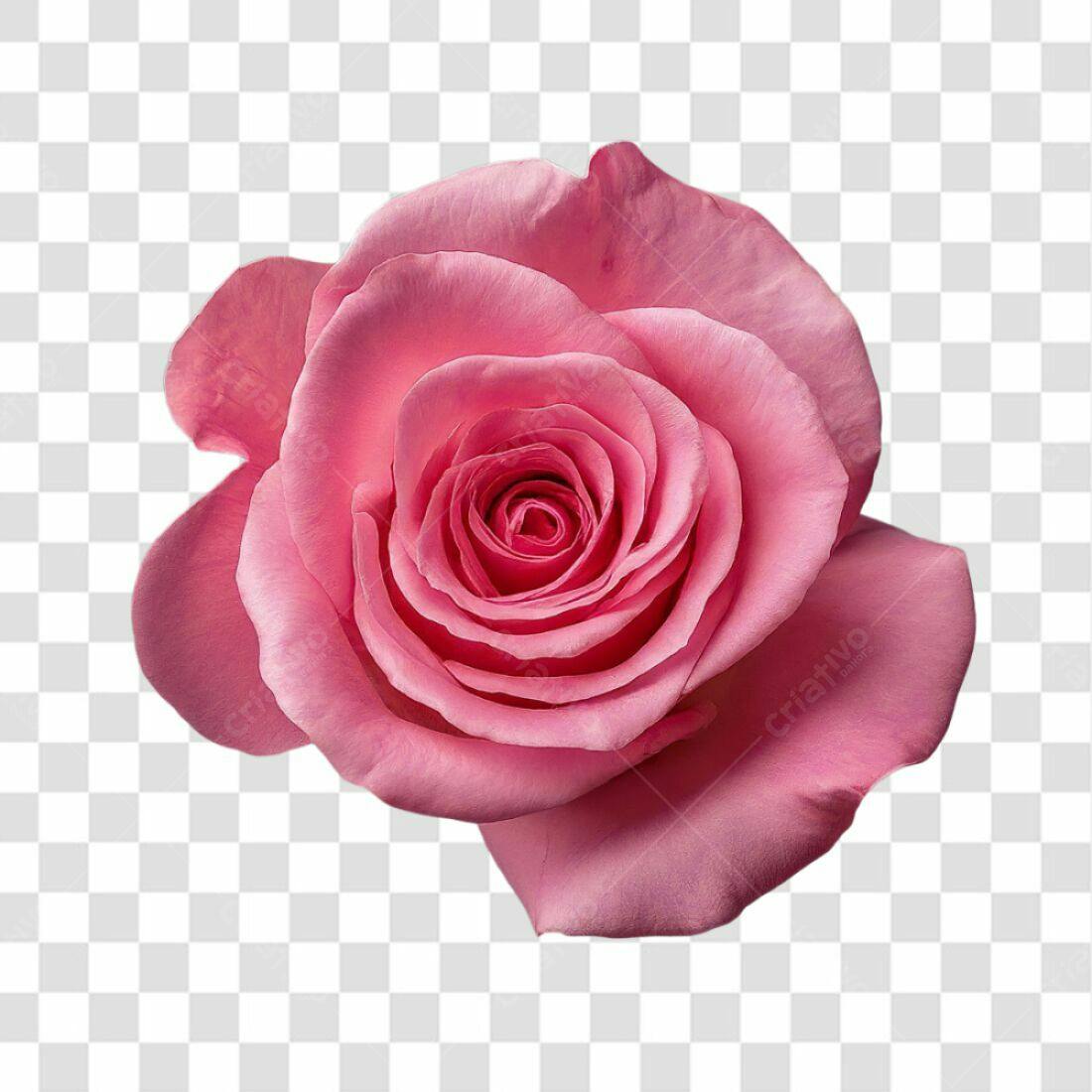 Icone Rosa Romântica PNG com fundo transparente