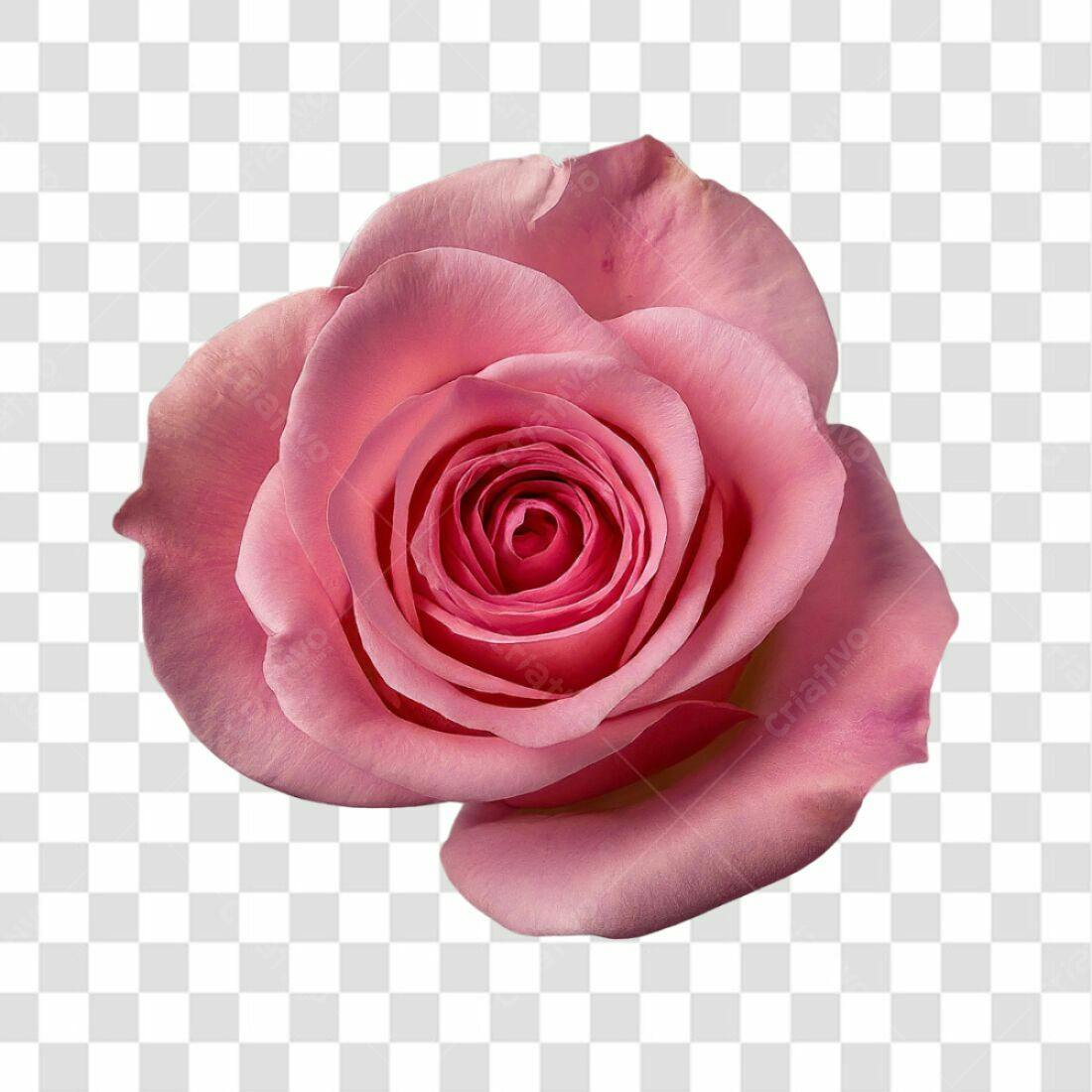 Icone Rosa Romântica PNG com fundo transparente