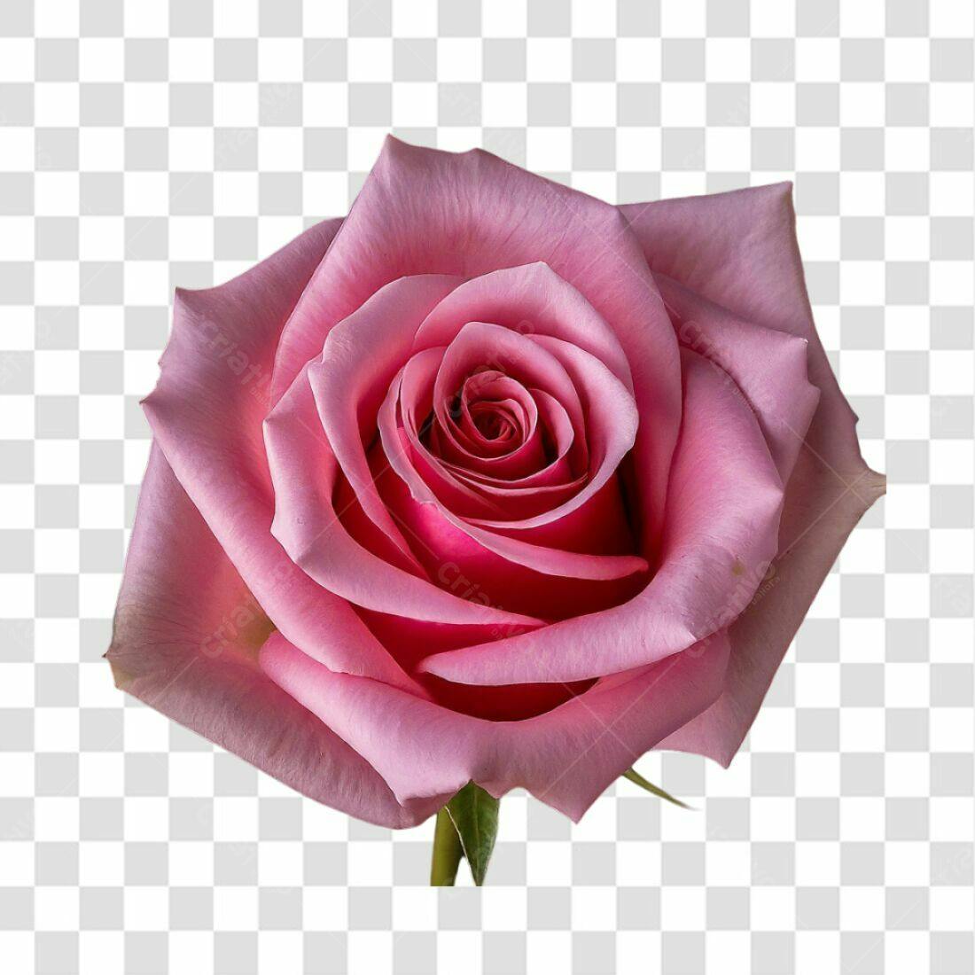 Icone Rosa Romântica PNG com fundo transparente