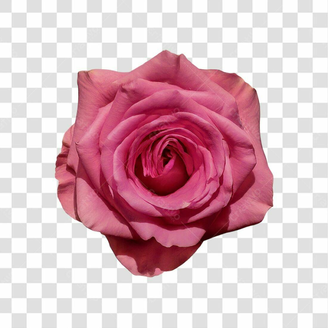 Icone Rosa Romântica PNG com fundo transparente