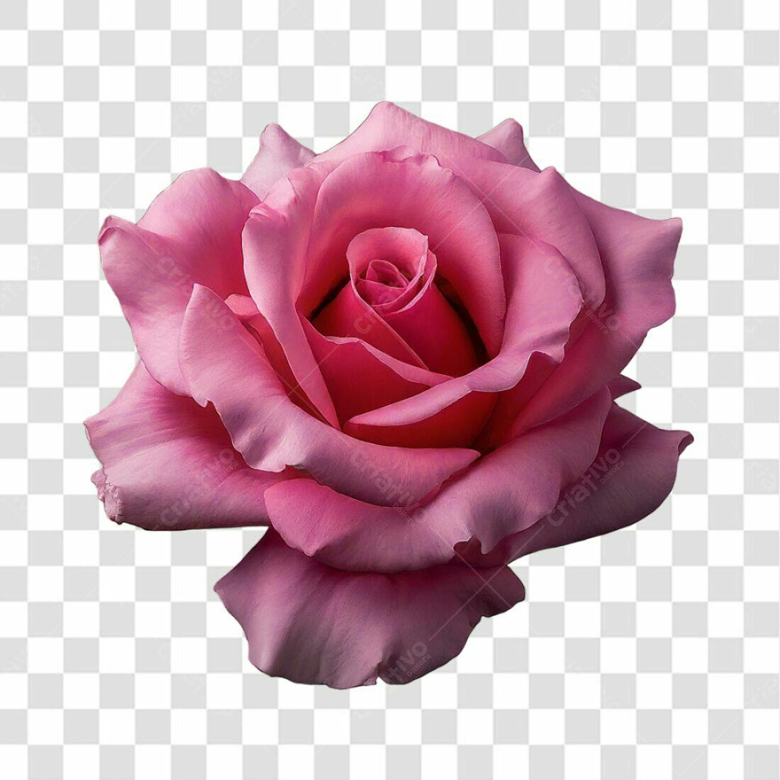 Icone Rosa Romântica PNG com fundo transparente