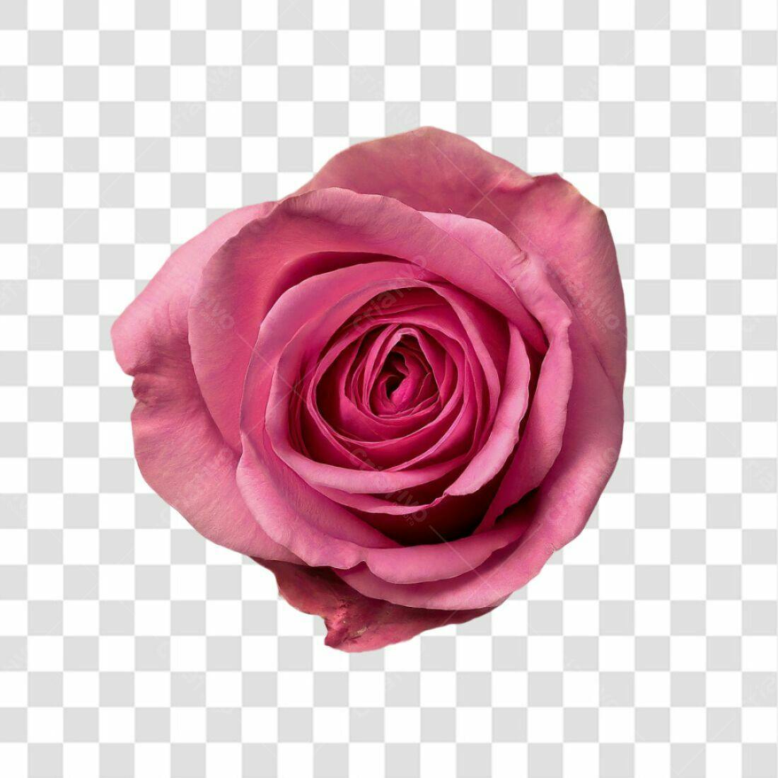 Icone Rosa Romântica PNG com fundo transparente