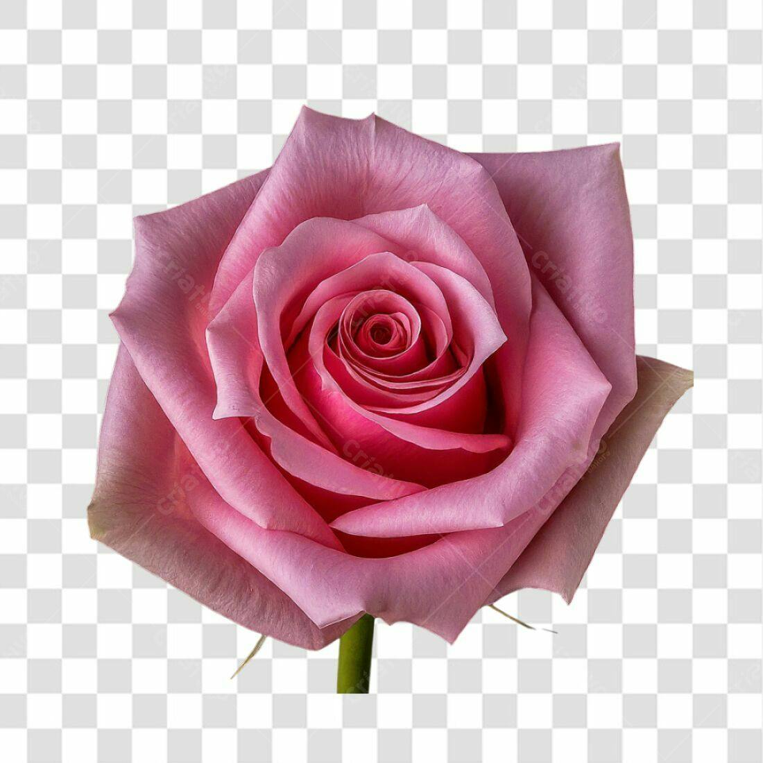 Icone Rosa Romântica PNG com fundo transparente