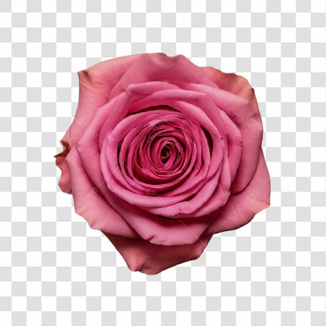 Icone Rosa Romântica PNG com fundo transparente