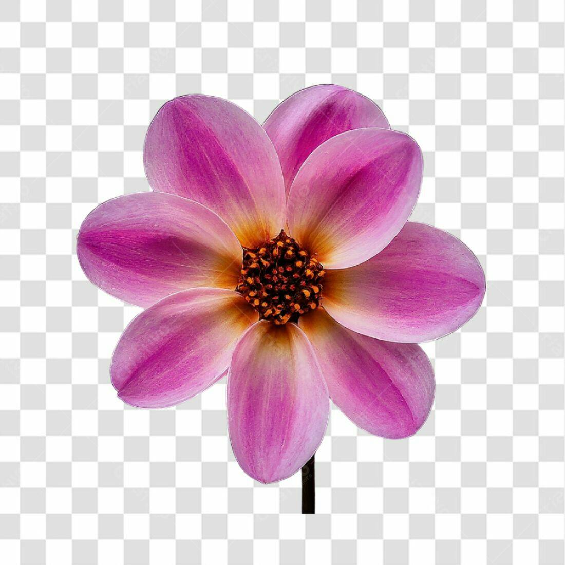 Icone floral rosa e amarelo PNG com fundo transparente