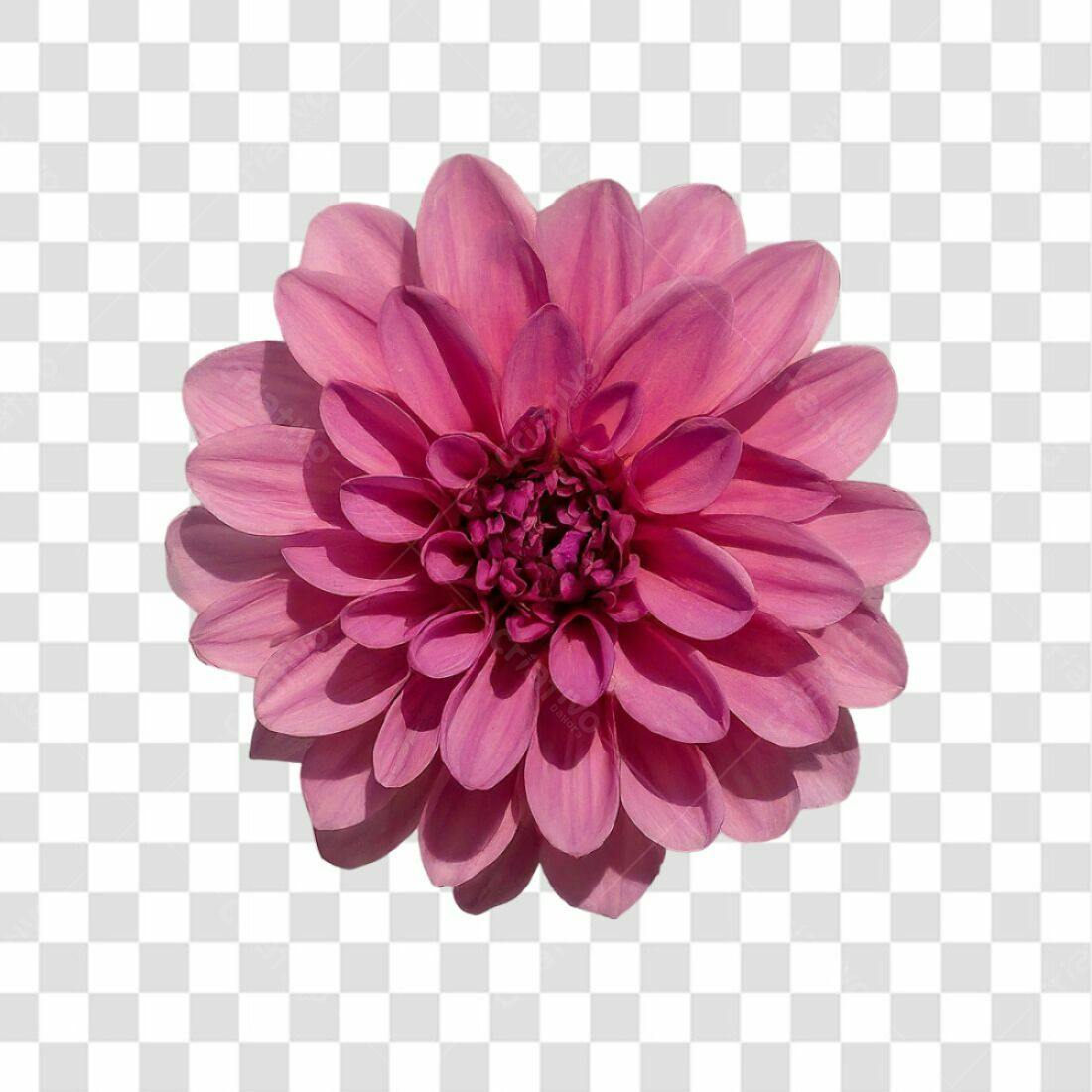 Icone Dahlia Rosa PNG com fundo transparente