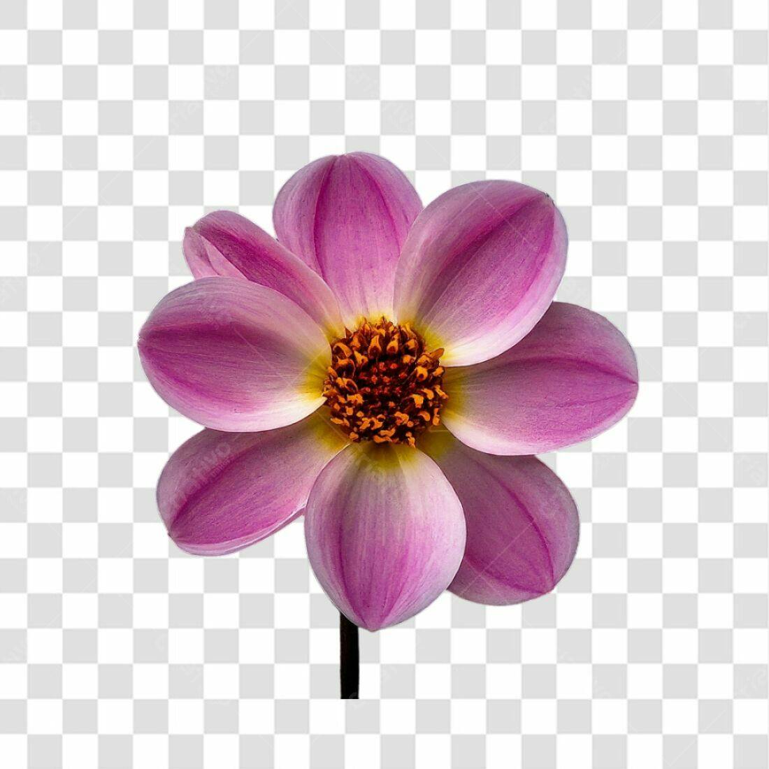 Icone Flor Lilás PNG com fundo transparente