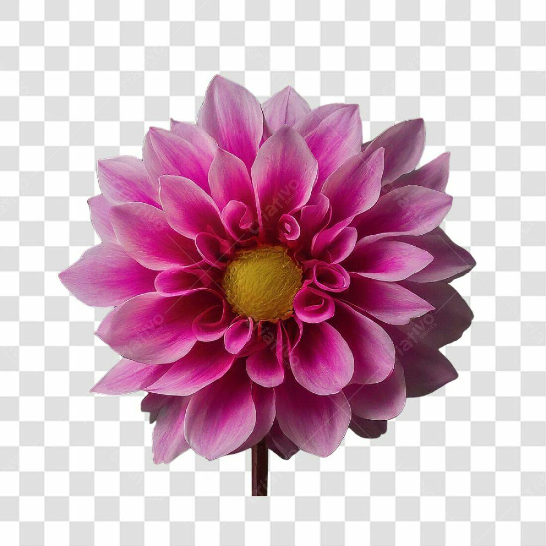 Icone Flor Dália Rosa PNG com fundo transparente