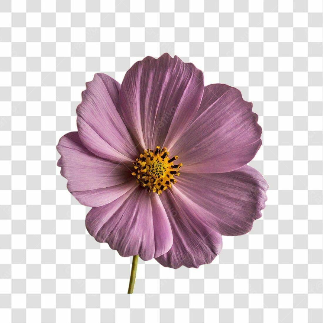 Icone Flor Cosmos Lilás PNG com fundo transparente