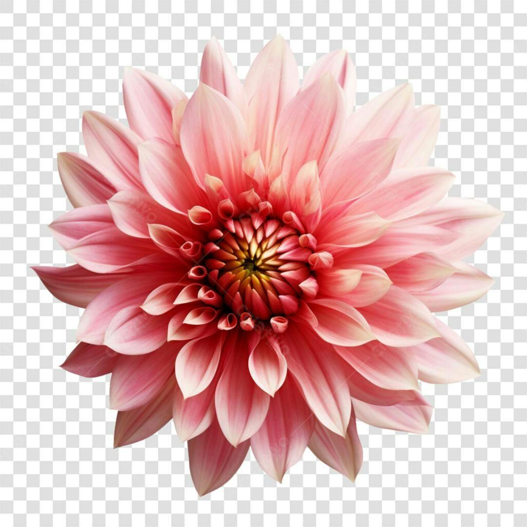 Icone Floral Dahlia Rosa PNG com fundo transparente