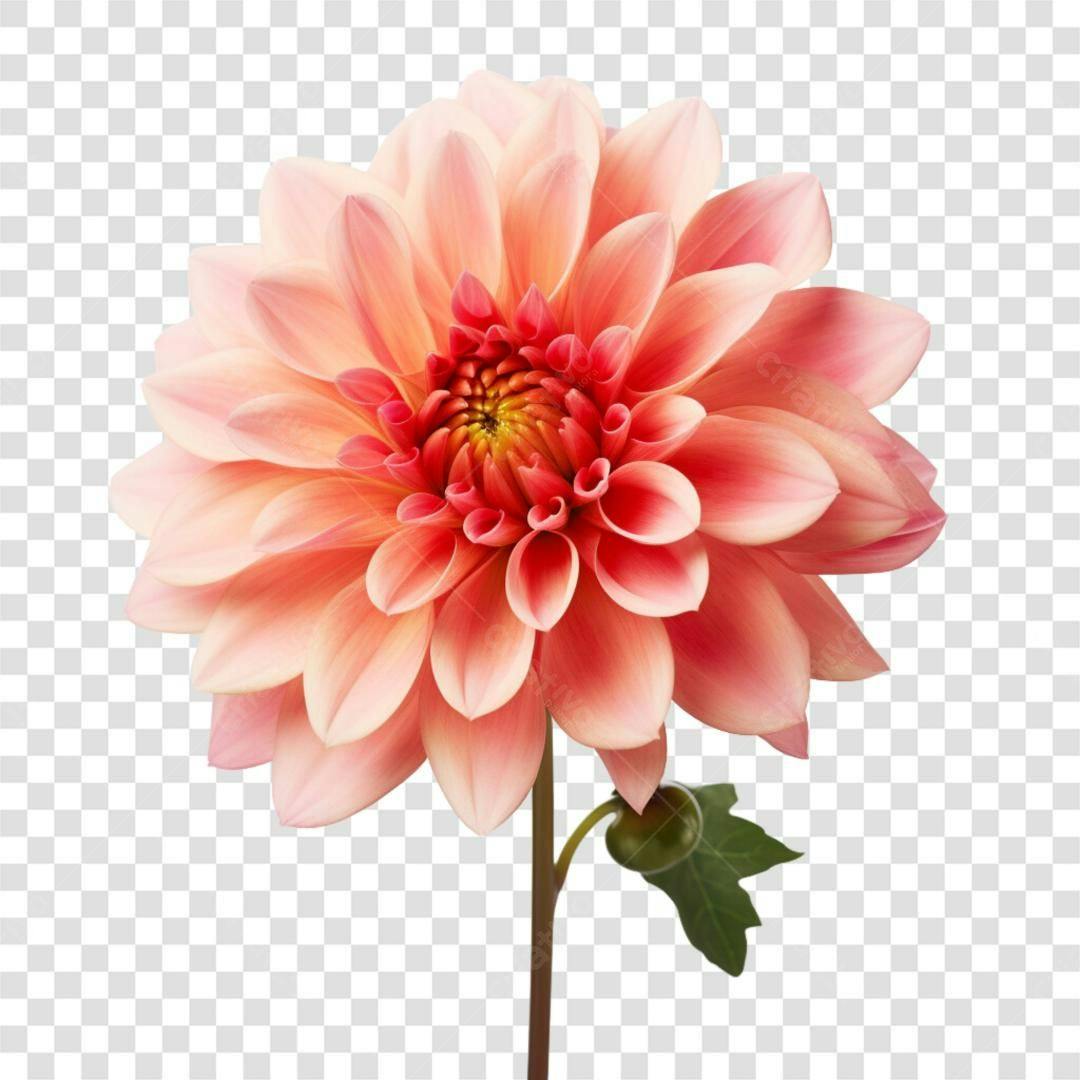 Icone Dahlia Rosa PNG com fundo transparente
