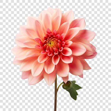 Flor fundo transparente png