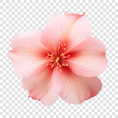 Flor fundo transparente png