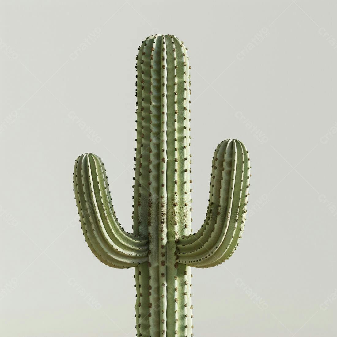Cacto verde em fundo neutro