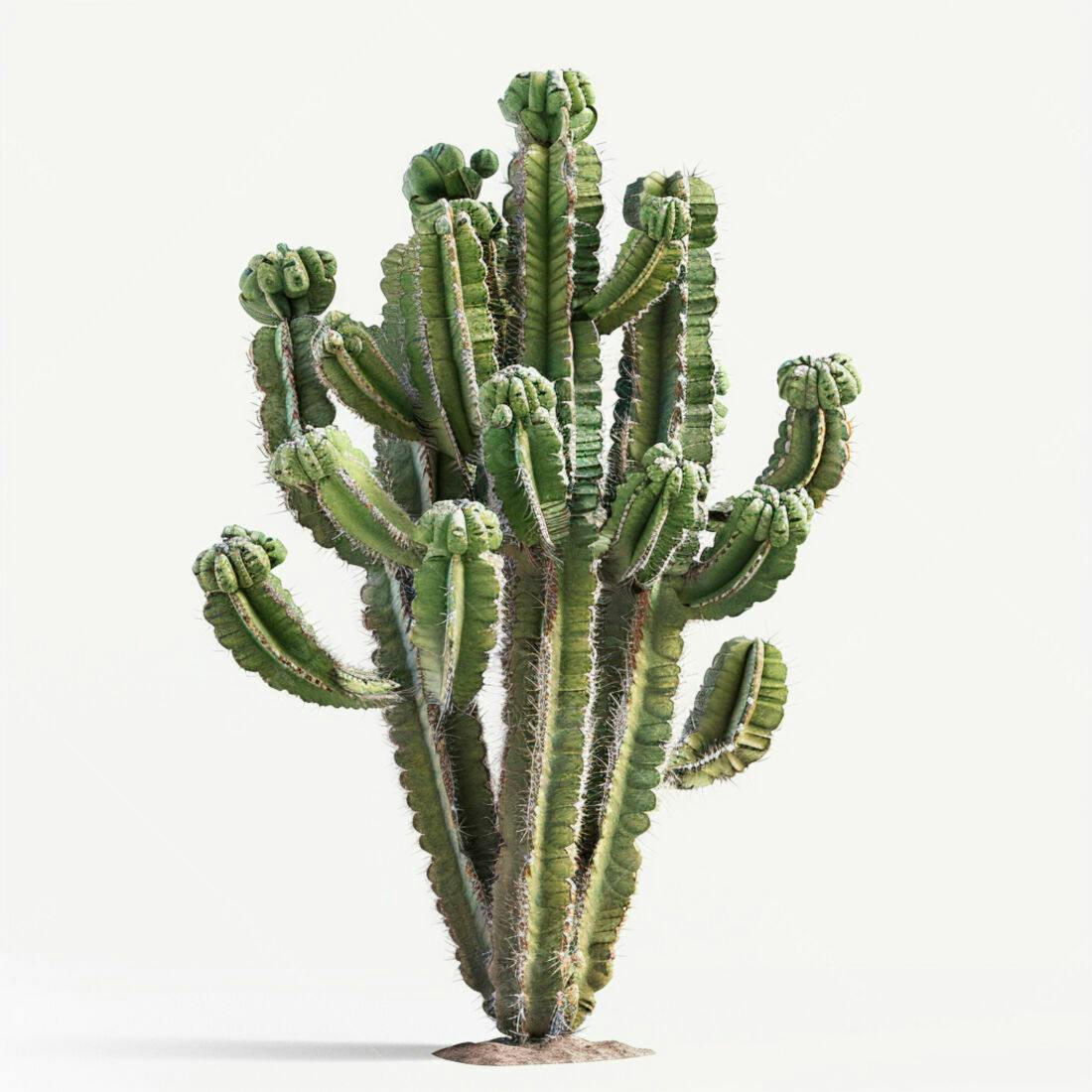 Cacto Verde no Deserto