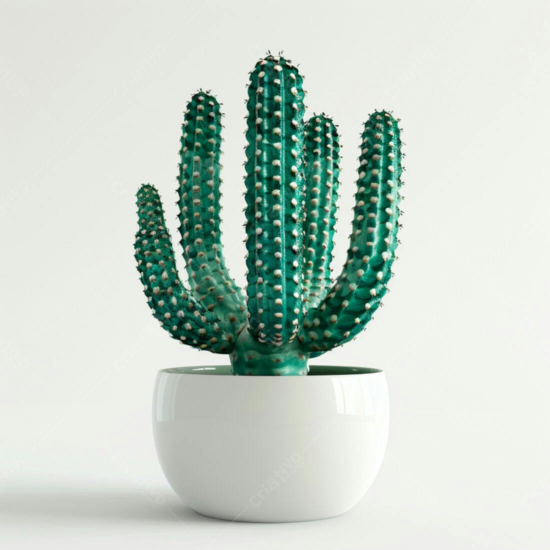 Cacto Verde em Vaso Branco
