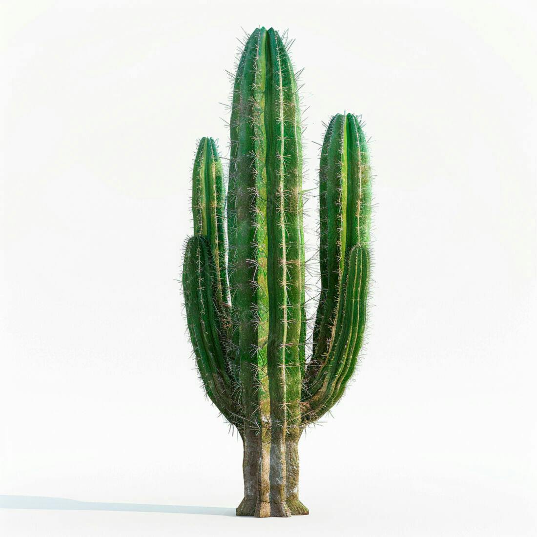 Cacto Verde em Fundo Branco