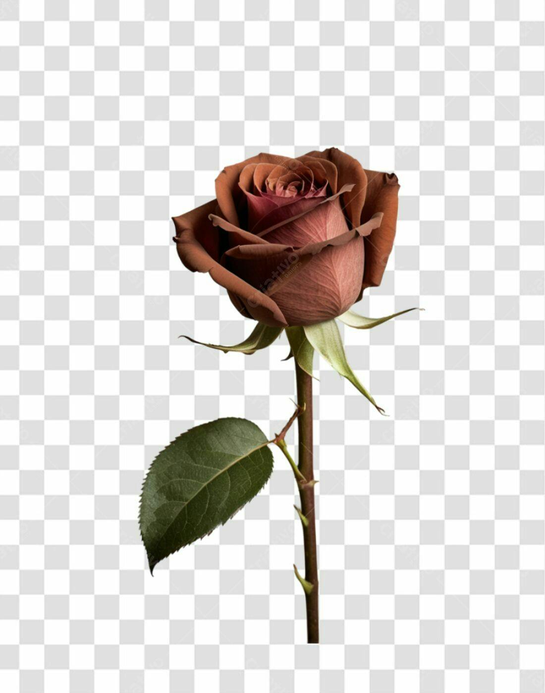 Icone Rosa Marrom PNG com fundo transparente