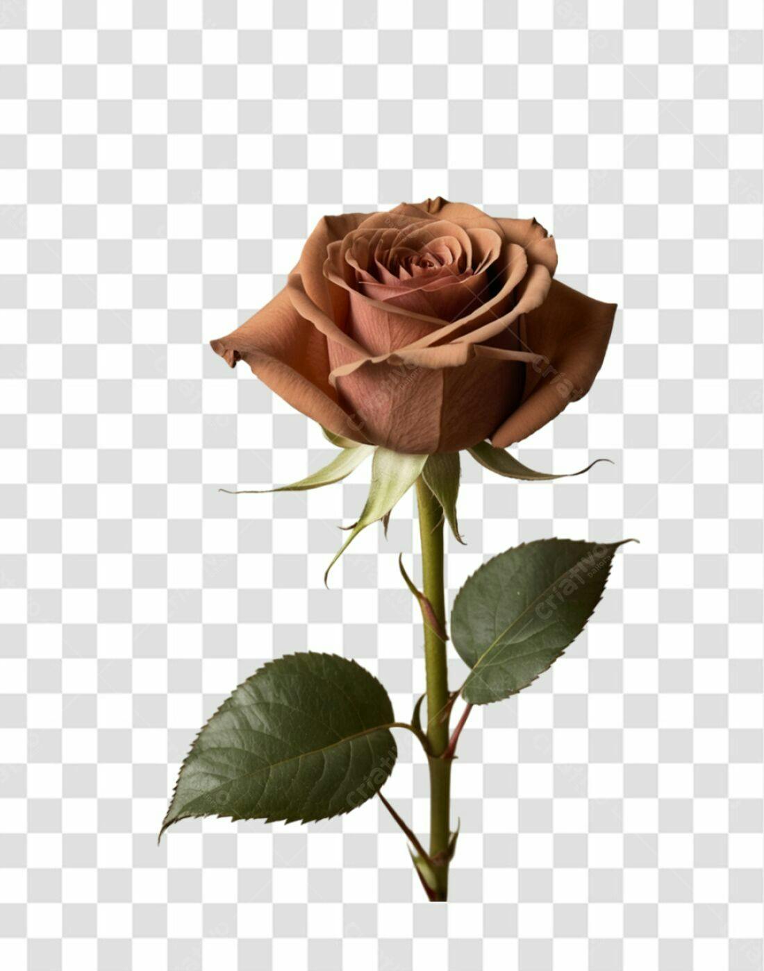 Icone Rosa Marrom Dia dos Namorados PNG com fundo transparente