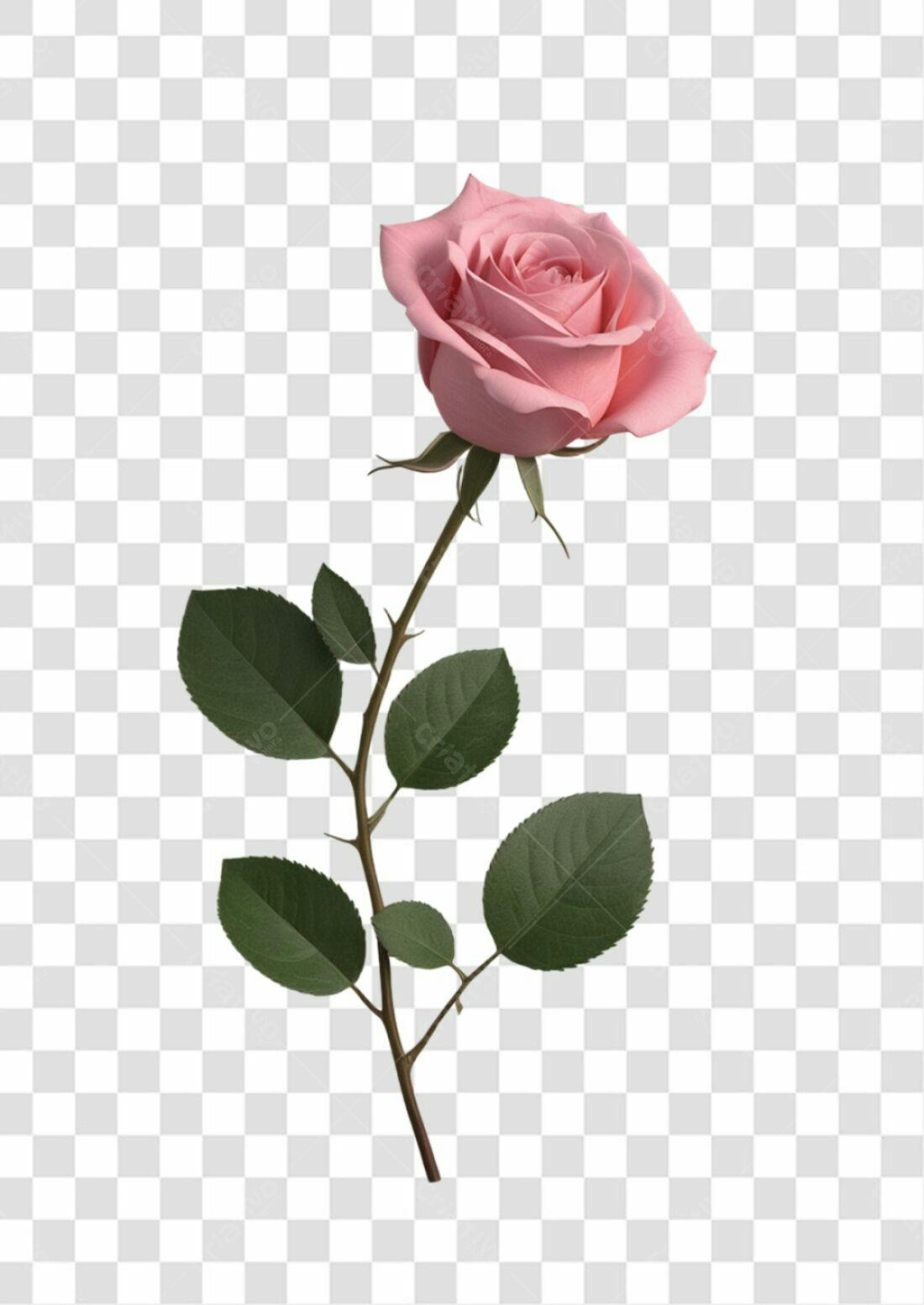 Icone Rosa Rosa Pink PNG com fundo transparente
