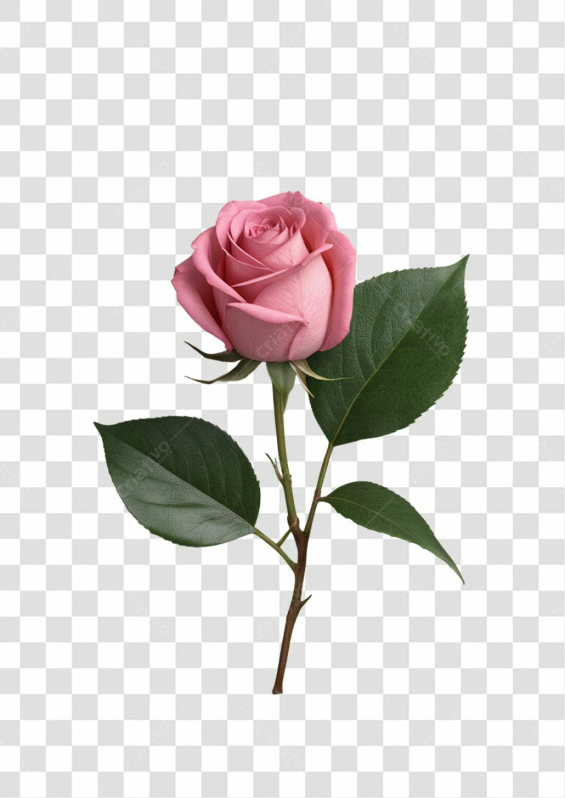 Icone Rosa Romântica PNG com fundo transparente
