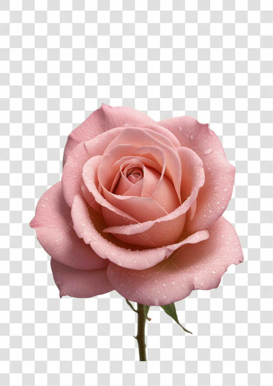 Icone Rosa Romântica Dia dos Namorados PNG com fundo transparente