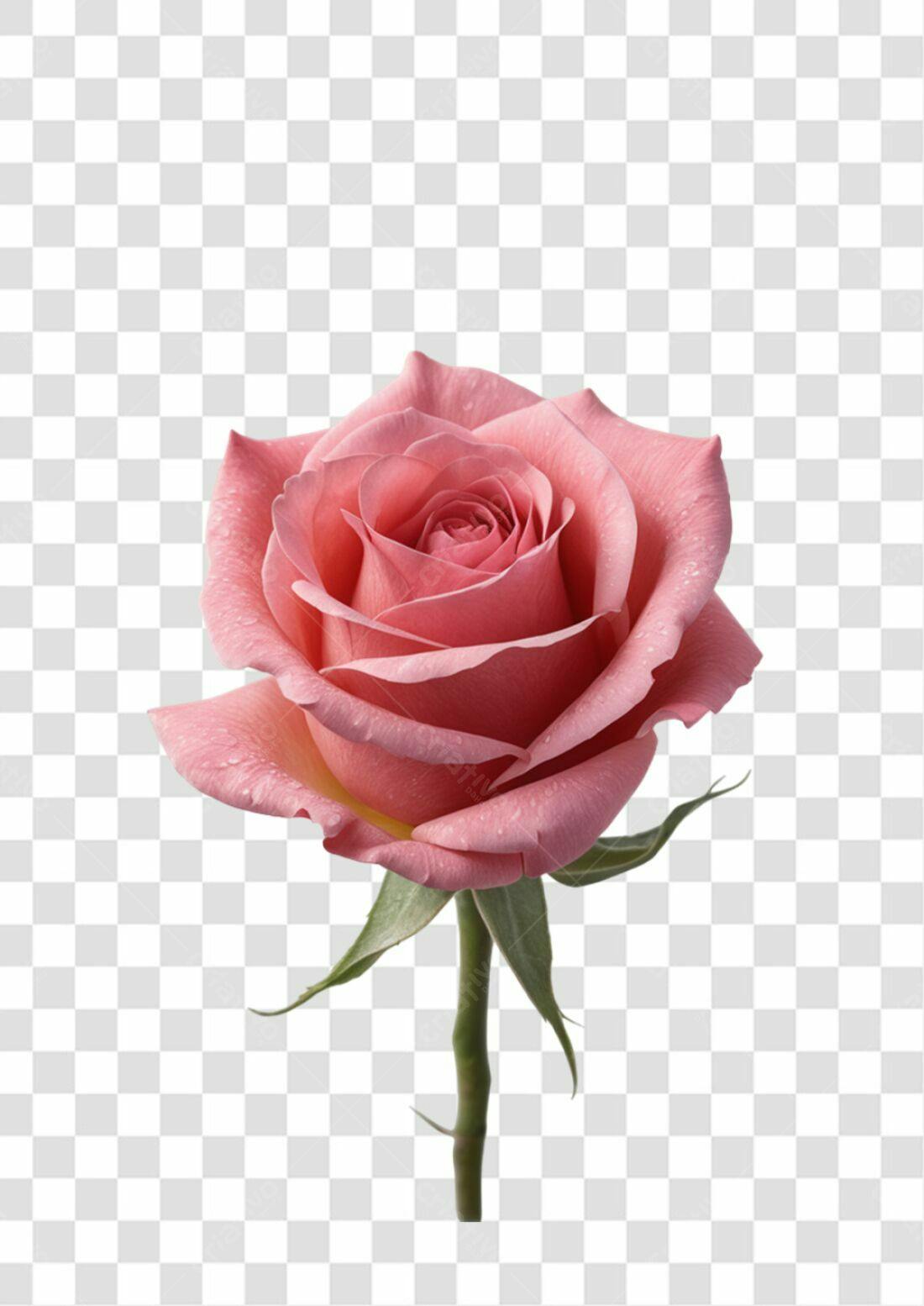 Icone Rosa Romântica PNG com fundo transparente