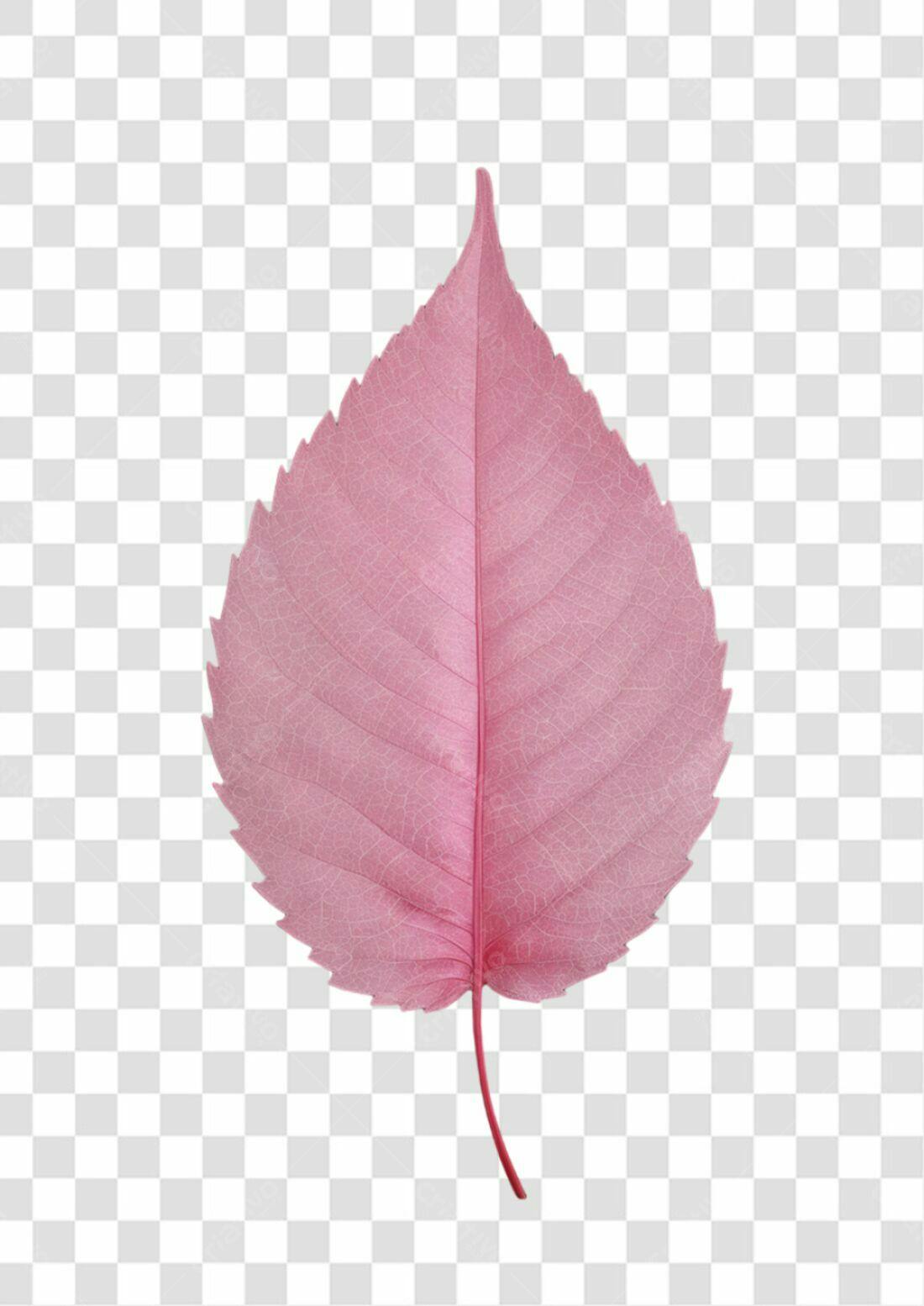 Icone Folha Rosa PNG com fundo transparente