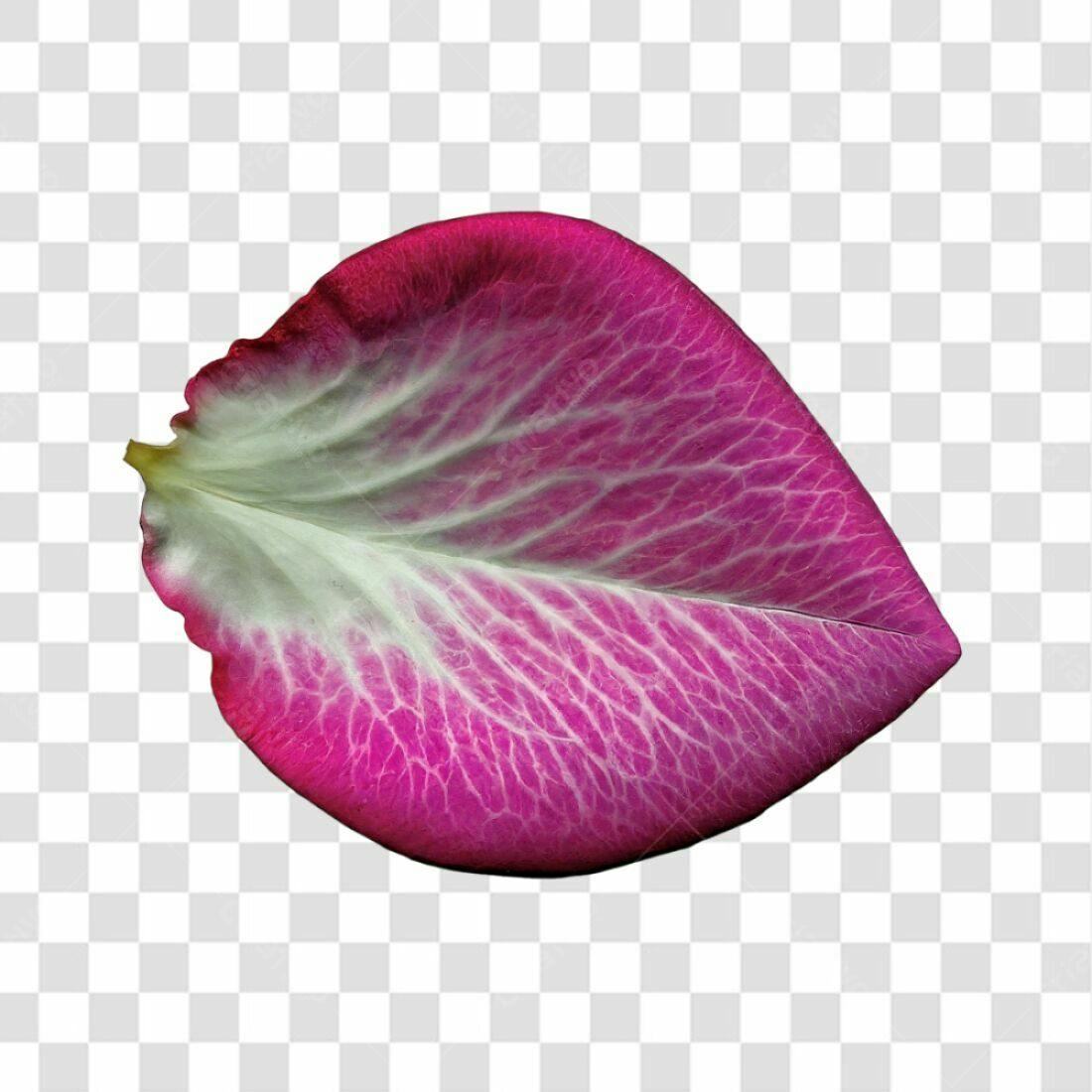 Icone pétala rosa Dia dos Namorados PNG com fundo transparente