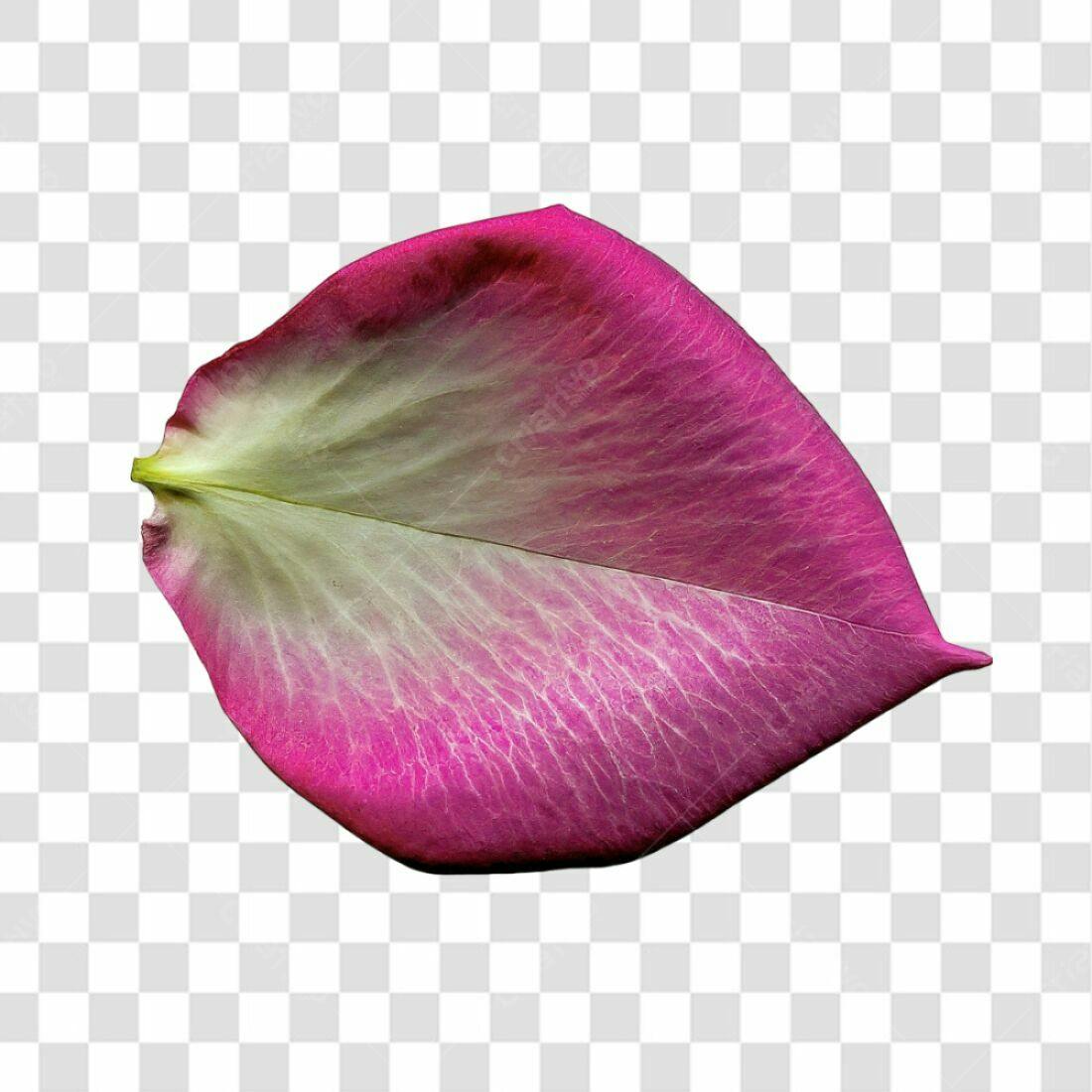 Icone pétala rosa Dia dos Namorados PNG com fundo transparente