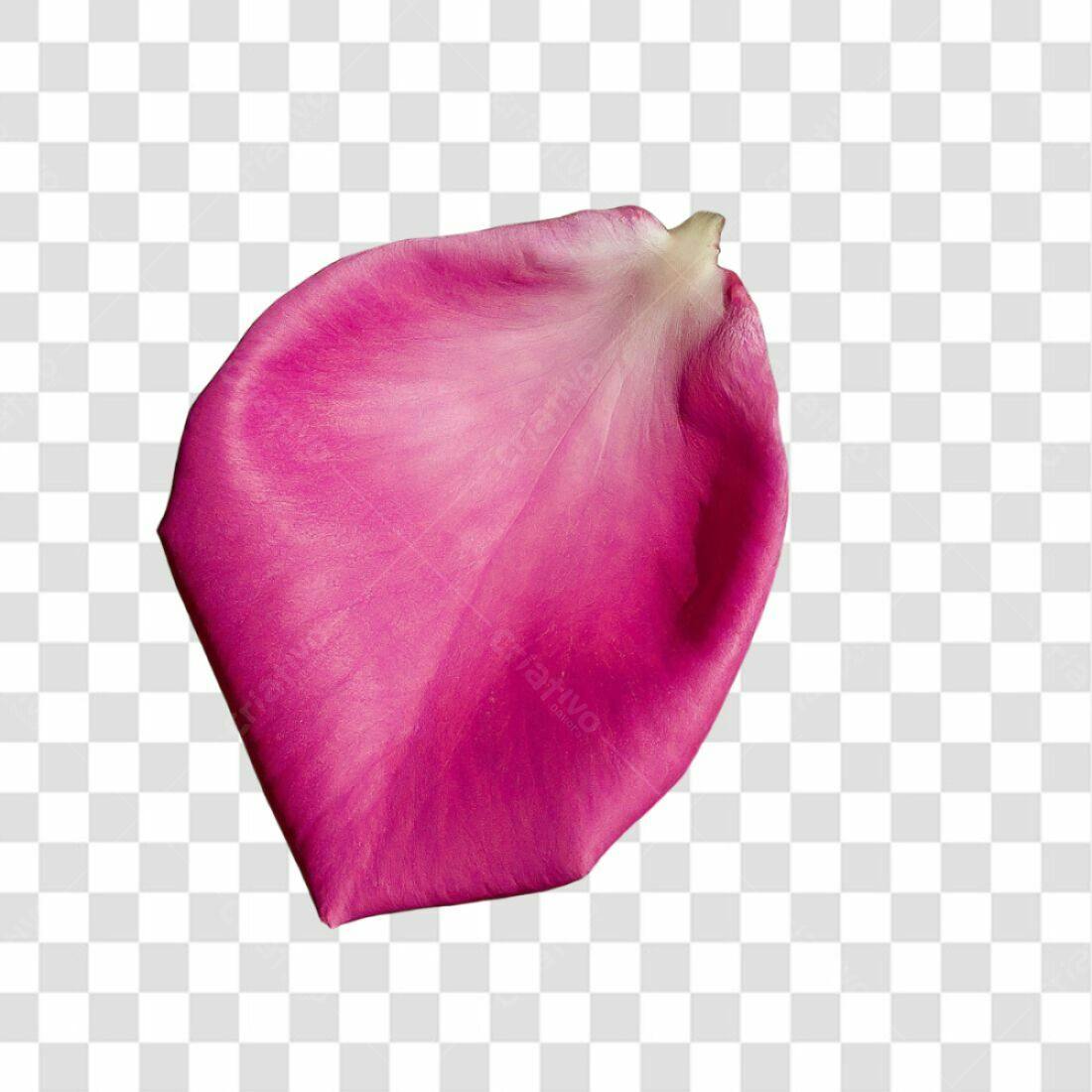 Icone Rosa pétala magenta PNG com fundo transparente