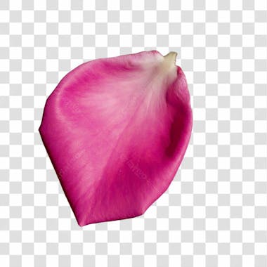 Petála rosa png transparente