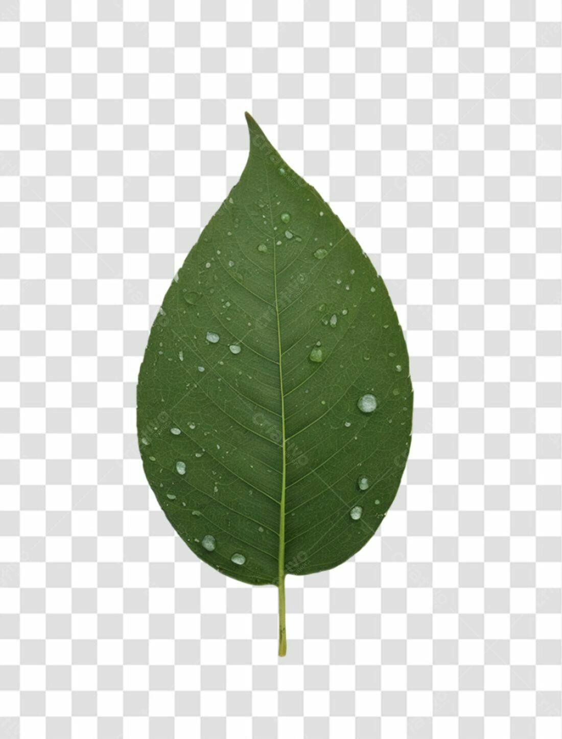 Icone Folha Verde com Gotas PNG com fundo transparente