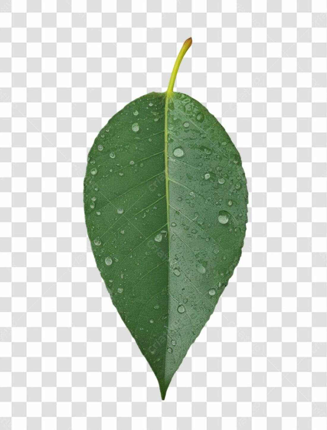 Icone Folha Verde com Gotas PNG com fundo transparente