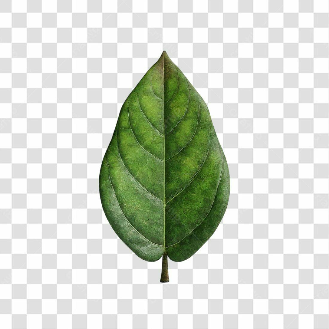 Icone Folha Verde PNG com fundo transparente