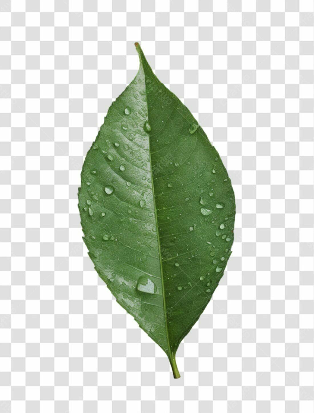Icone Folha Verde com Gotas PNG com fundo transparente