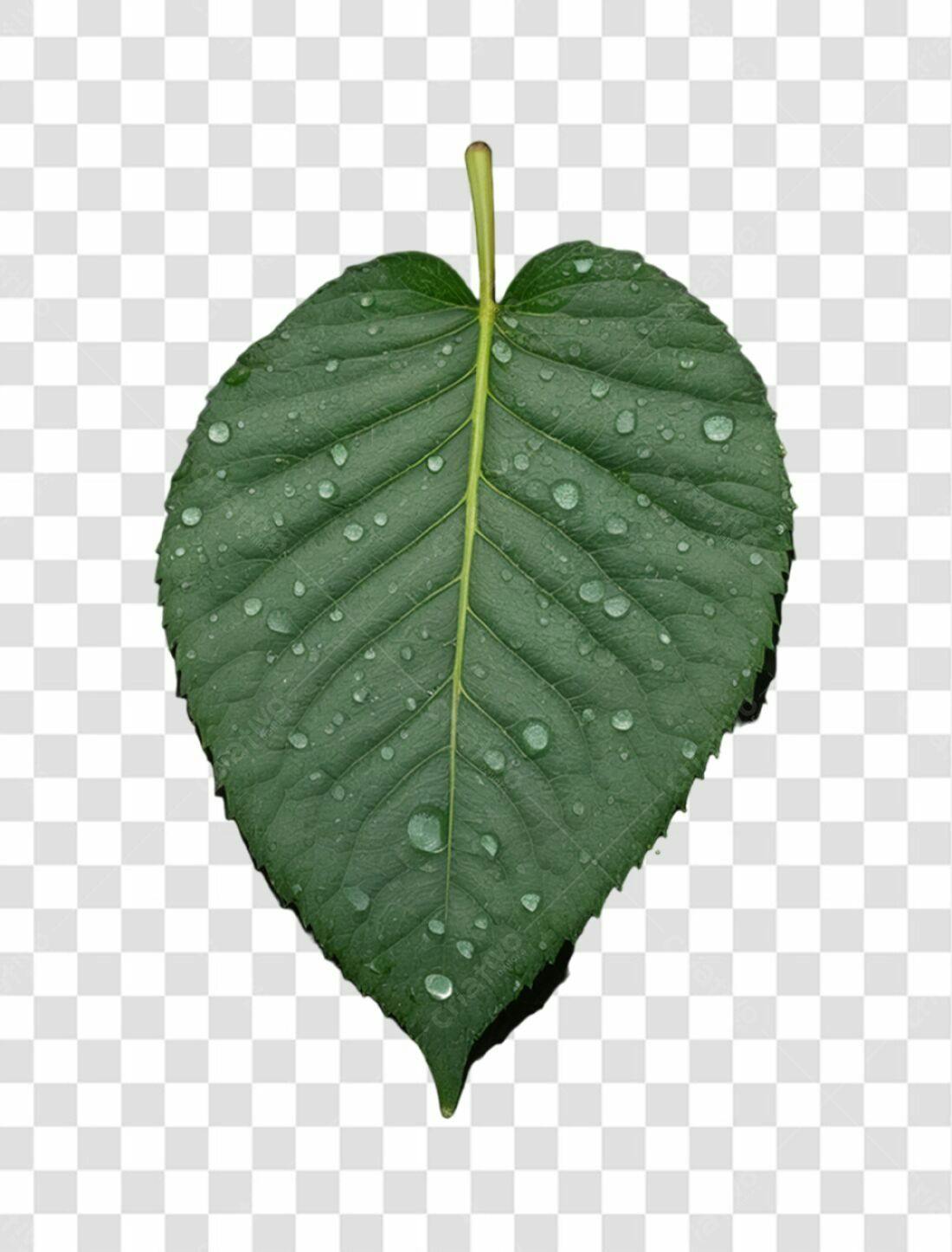 Icone Folha Verde com Gotas PNG com fundo transparente