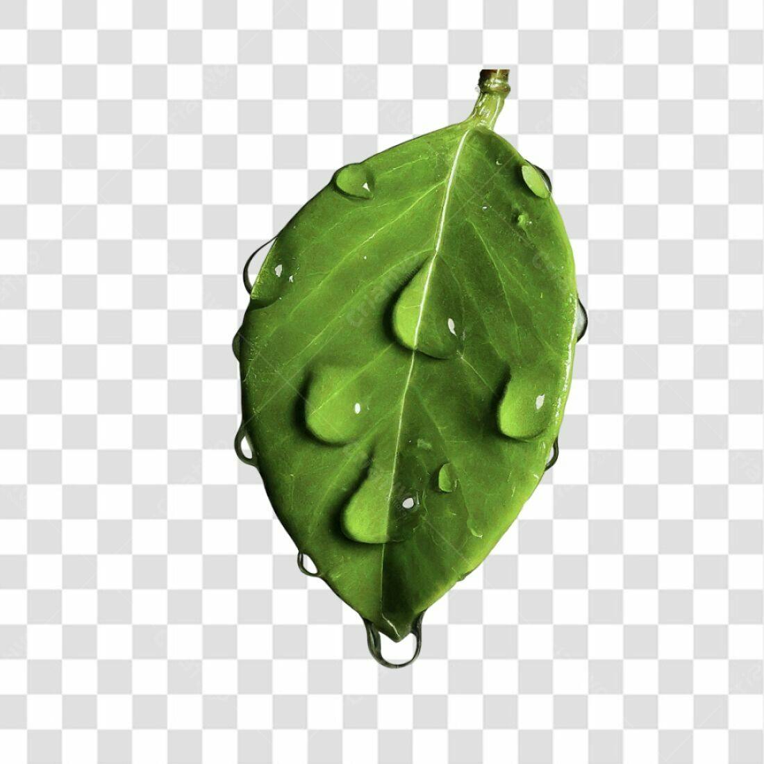 Icone Folha com Gotas PNG com fundo transparente