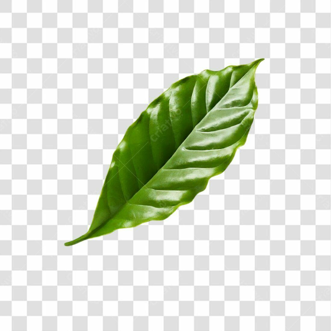 Icone Folha Café PNG com fundo transparente