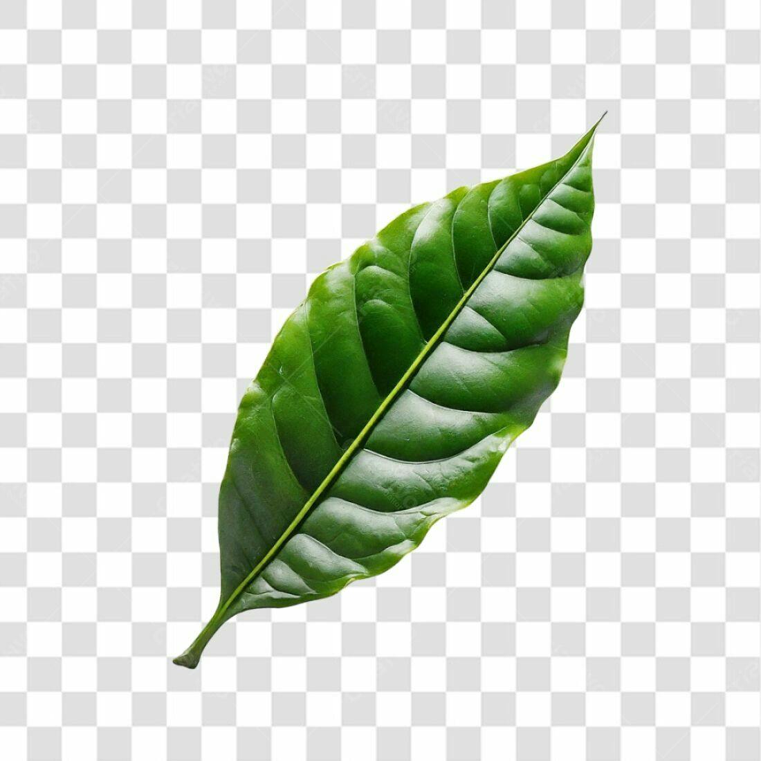 Icone Folha Café PNG com fundo transparente