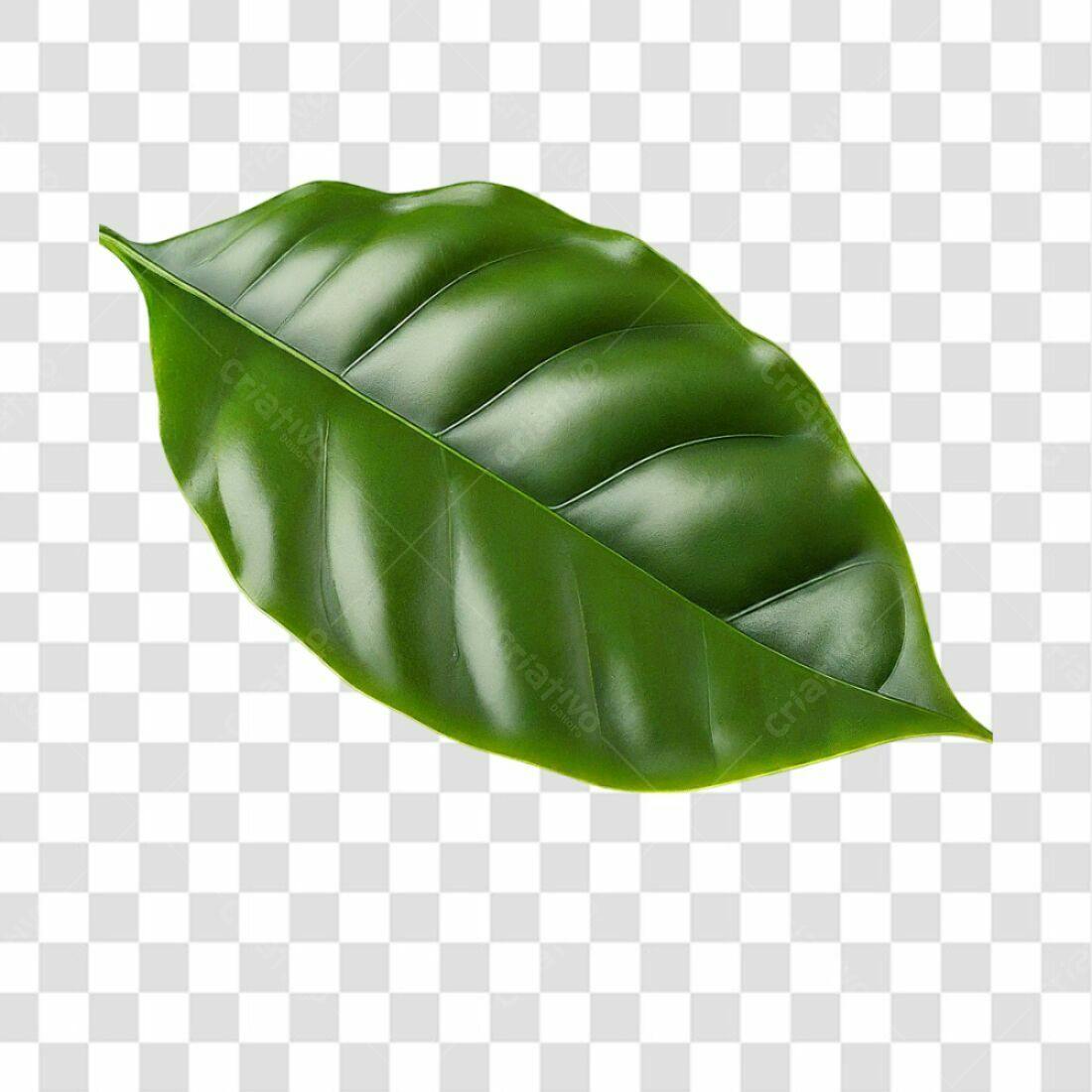 Icone Folha Verde Café PNG com fundo transparente