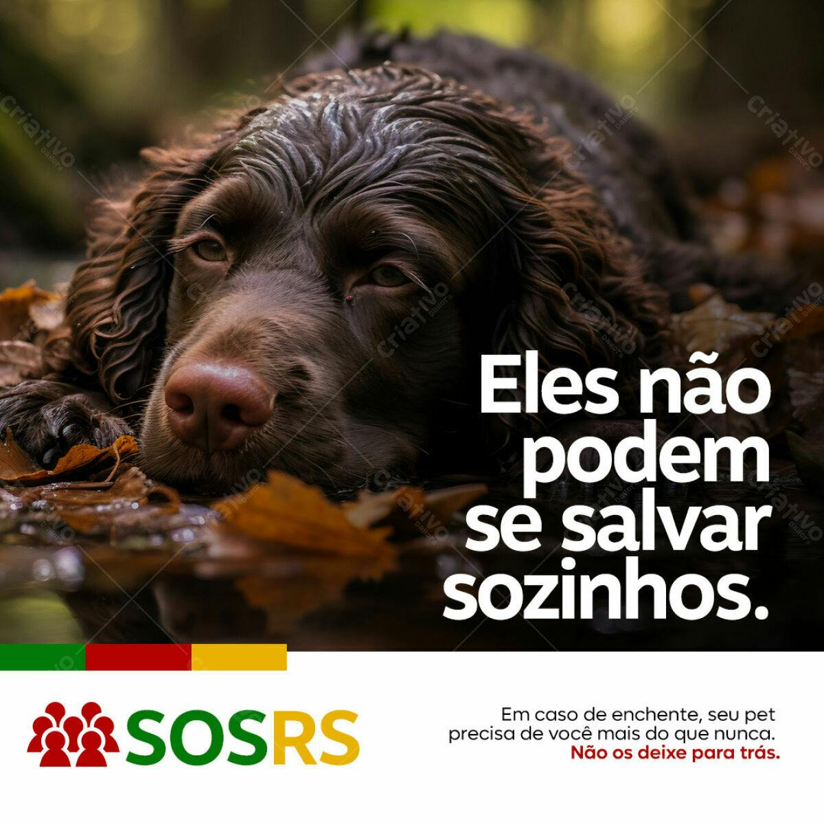 Post para Adoção de Animais PSD Editável