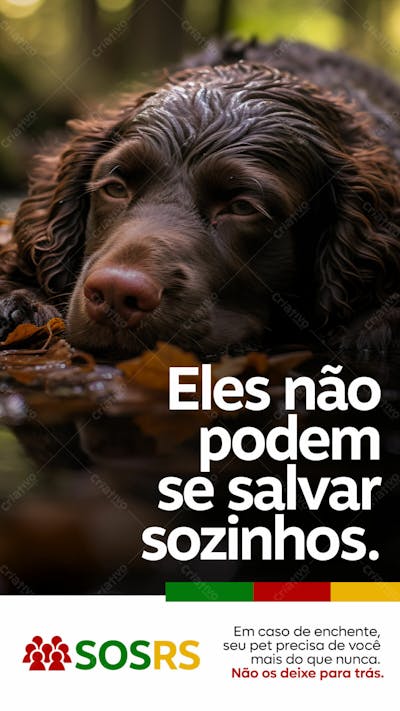Rio Grande Do Sul Sos Cuide Do Seu Pet Rs Story