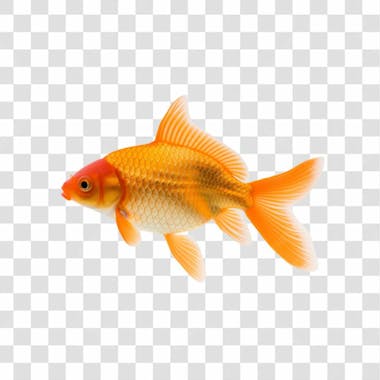 Peixe dourado png transparente