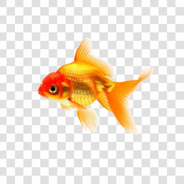 Peixe dourado png transparente