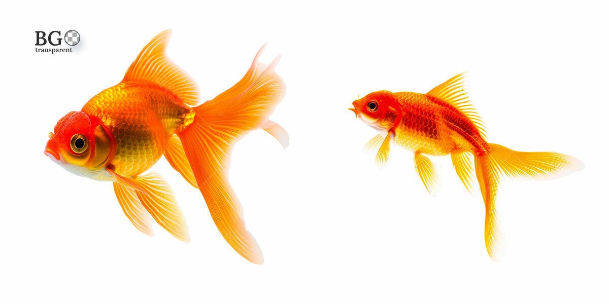 Imagens de Peixes Dourados PSD Editável