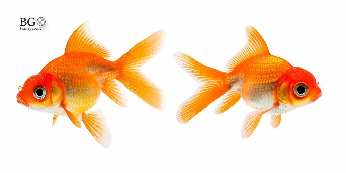 Imagens de Peixes Dourados PSD Editável